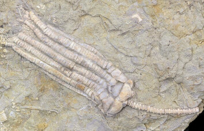 Well Preserved Phanocrinus Crinoid - Alabama #42793